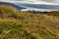 Fleischfressende Pflanzen