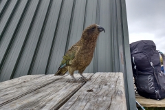 Kea
