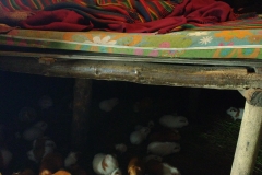 Meerschweinchen zuhause