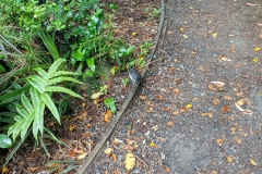 Stewart Island Robin