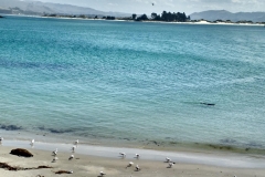 Seevögel und Seehunde