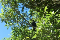 Tui